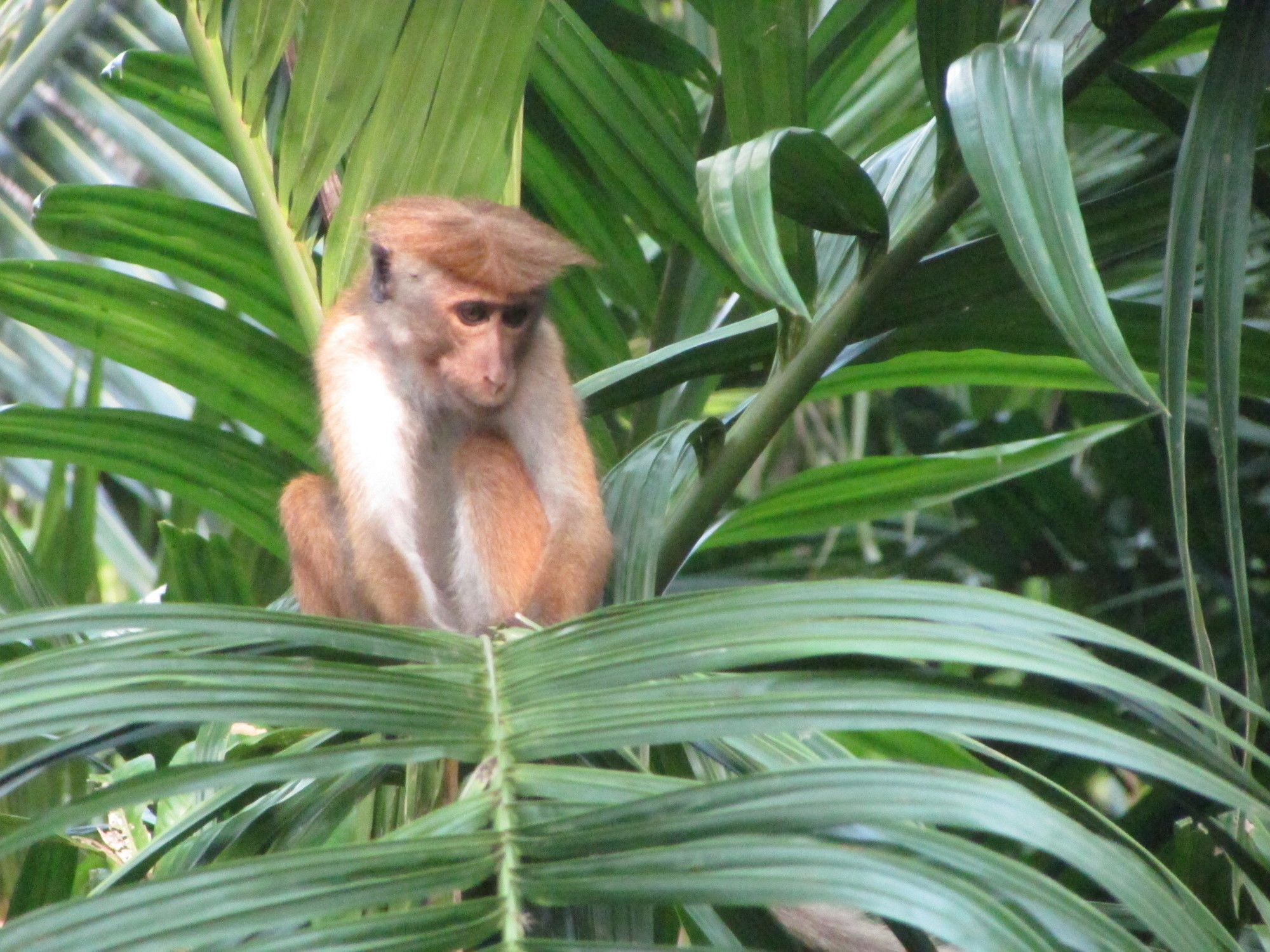 Hotel Jungle Guest ,Mirissa Zewnętrze zdjęcie